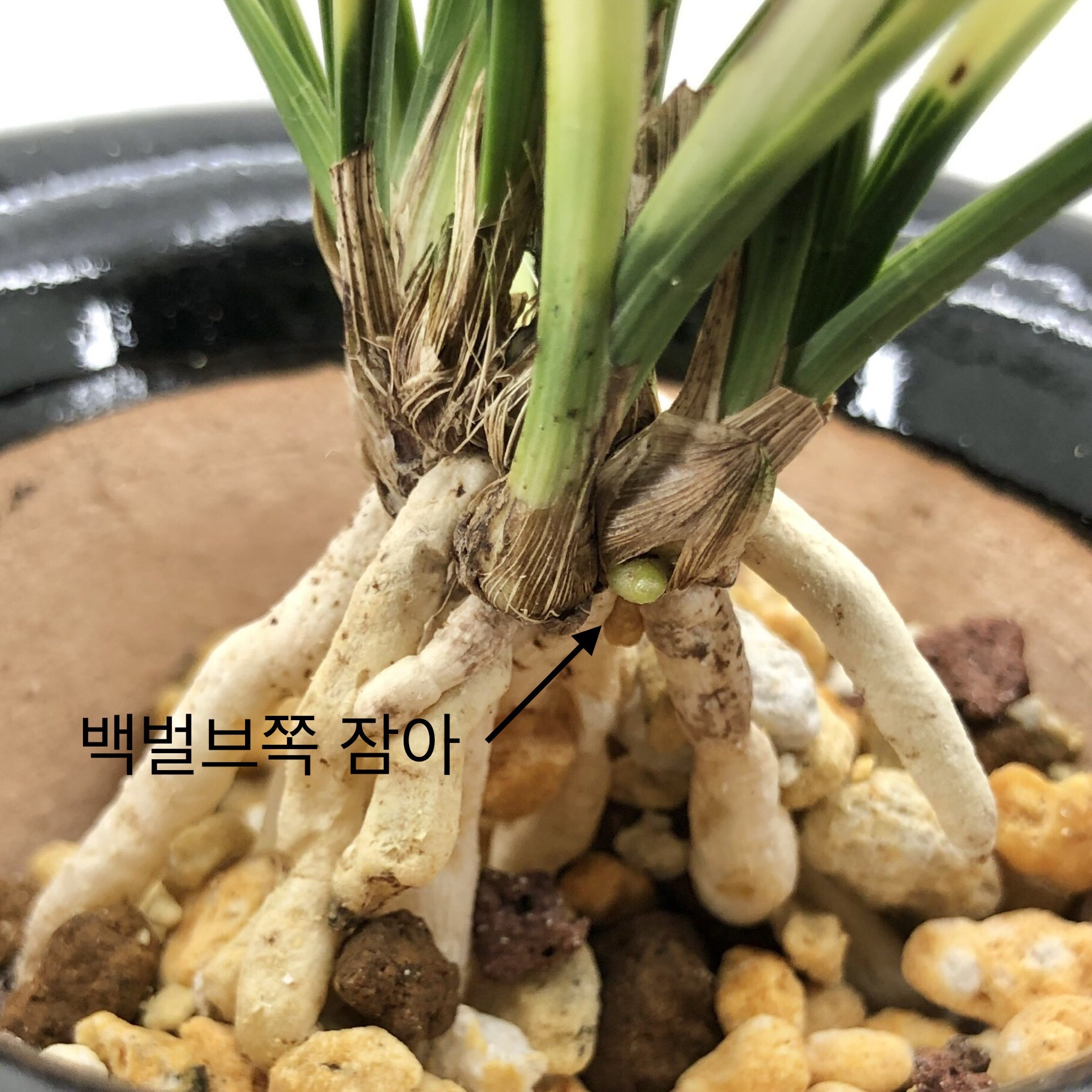 백록 6촉+